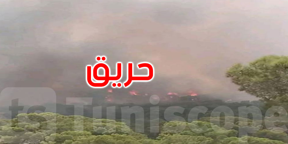 حرائق جبل منصور تمتد إلى الفحص: 200 هكتار بالمنطقة الغابية تليل الصالحي تلتهمها النيران