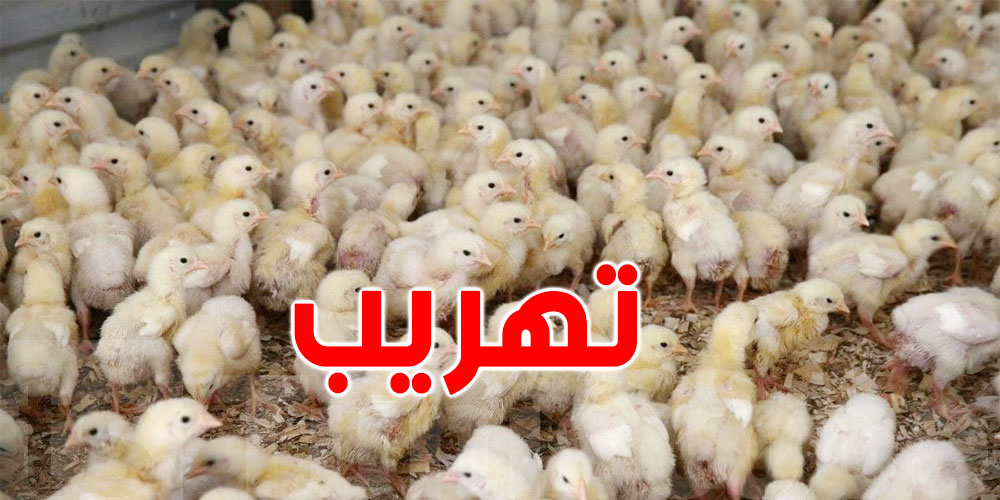 القصرين : محاولة تهريب 10 آلاف '' فلّوس''