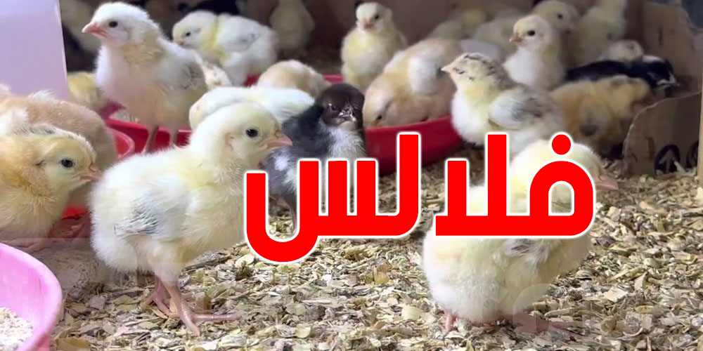 عاجل: تحذير من ''فلالس'' تتباع على الفيسبوك