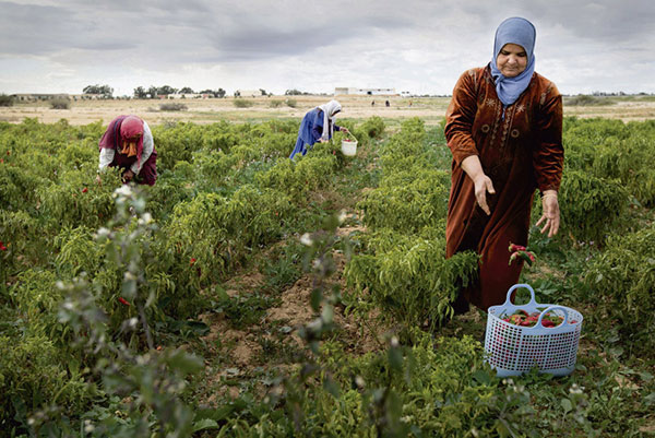 Plus de 500 mille femmes travaillent dans l'agriculture en Tunisie 