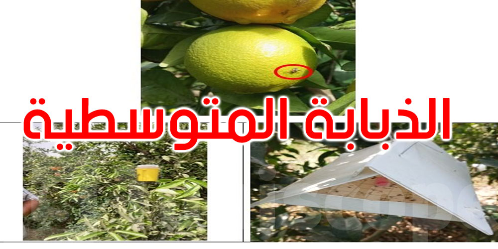 عاجل: الذبابة المتوسطية تهدد المحاصيل ووزارة الفلاحة تحذر