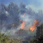 12 ha de blé et de plants forestiers incendiés