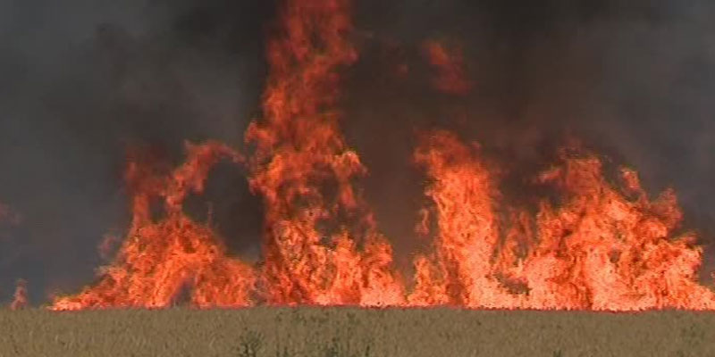 Un pyromane serait derrière l’incendie d’un champ de blé à Siliana 