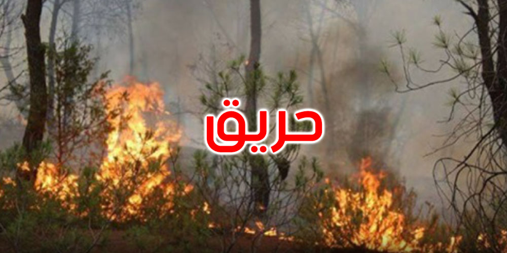 باجة: اندلاع حريق في جبل الداموس بنفزة