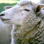 Même 'Le Figaro' parle des moutons roumains en Tunisie
