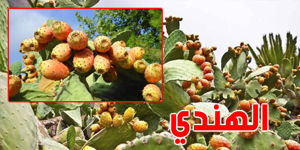 الهندي'' التونسي يلاقي اهتماما من السوق الالمانية والفرنسيّة والهولانديّة''