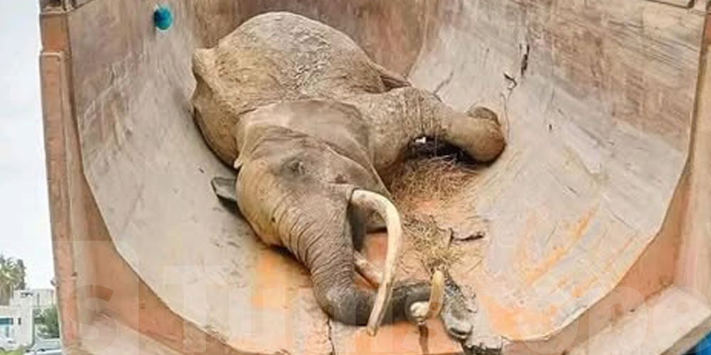 Choc… le propriétaire de l'éléphante du Belvédère révèle des détails poignants