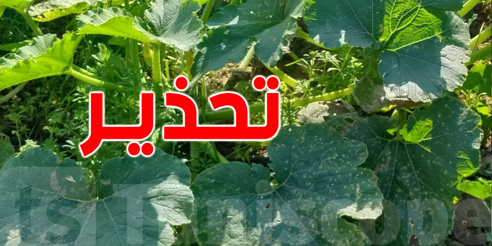 تحذير عاجل للفلاحين: أمطار ماي تنجم تدمّر محاصيل كاملة بسبب ''الميلديو''