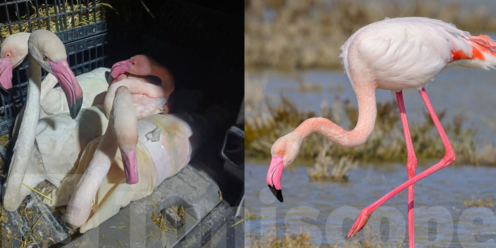 الطائر الوردي مهدد في تونس : نداء لإنقاذه من الانقراض