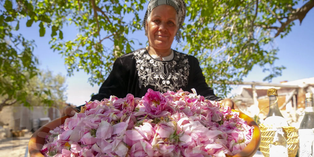 La rose tunisienne, un trésor de beauté et d'espoir qui rayonne dans le monde