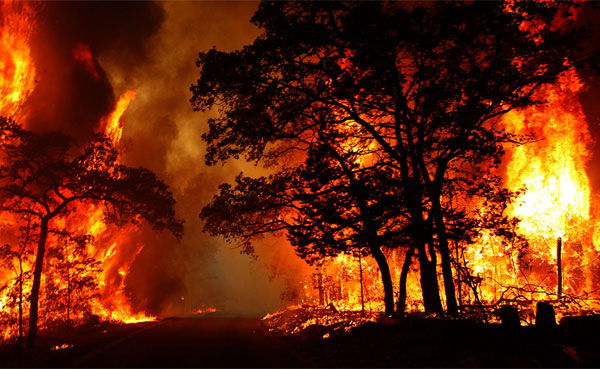 حريق هائل أتى على جزء هام من احدى الغابات بقابس