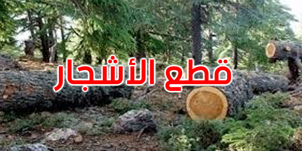 الأزهر يصدر فتوى بخصوص قطع الأشجار...شنوّة صار؟