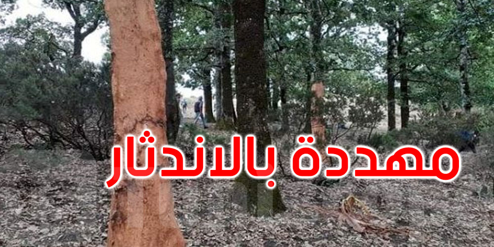 تونس: 18 ألف هكتار من غابات الفلين مهددة بالاندثار