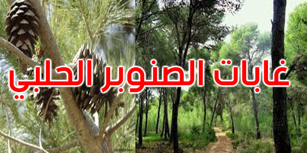 ظهور حشرة قاتلة لغابات الصنوبر الحلبي