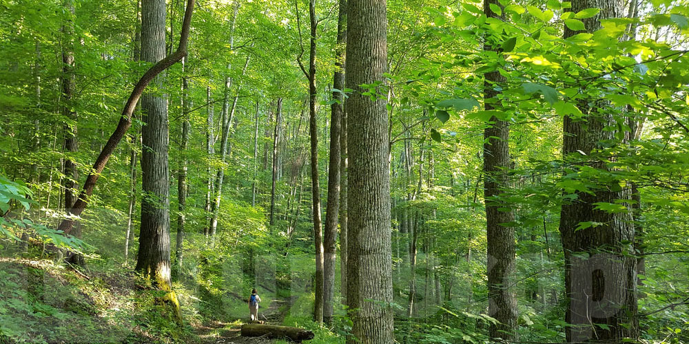 مجلة الغابات تعيق تحويل الثروة البيئية إلى مورد اقتصادي: التفاصيل