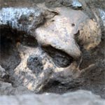 Un crâne de 1,8 million d'années remet en question l'histoire de l'évolution de l'homme