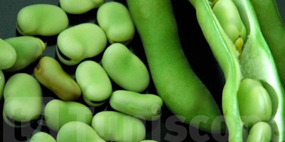 الفول الأخضر: كنز صحّي ما تعرفوش برشا ناس