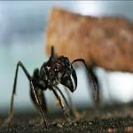 Une fourmi ninja esclavagiste identifiée aux Etats-Unis