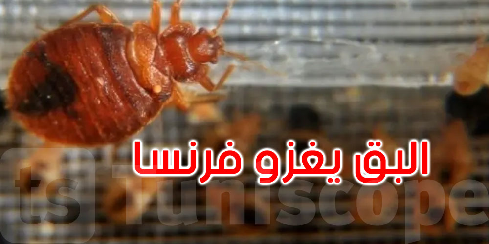 البق يرعب فرنسا مجددا.. غلق مستشفى غزاه بق الفراش