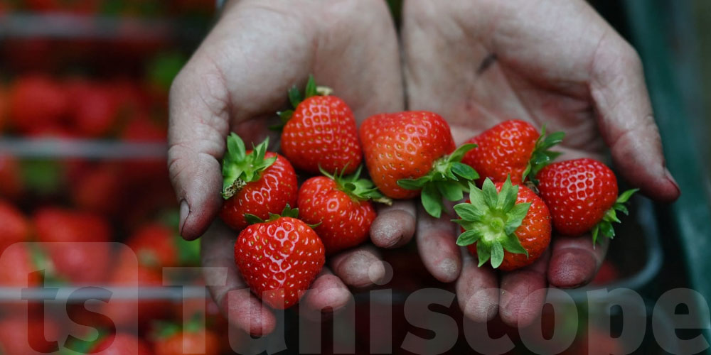 عاجل: جدل على مواقع التواصل حول ''الفراز''… والحقيقة يوضحها المسؤول