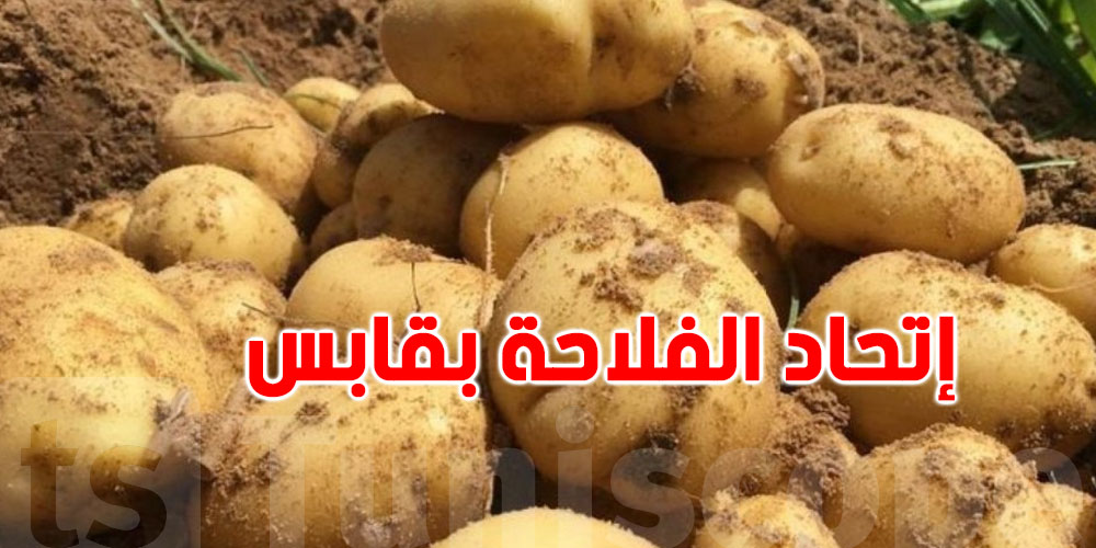 اتحاد الفلاحة بقابس: منتوج البطاطا وفير و الكغ لن يتجاوز 1500 مليم في رمضان