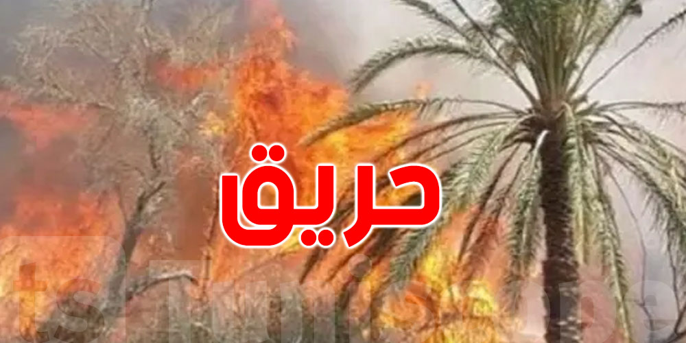 قابس: حريق يلتهم أكثر من 5 هكتارات من واحة الحامة