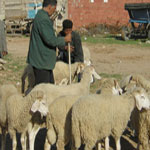 Le prix des moutons de l’Aïd a diminué !