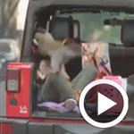 فيديو.. «قرد» يهاجم غادة عادل خلال تصوير فيلم «أهواك»