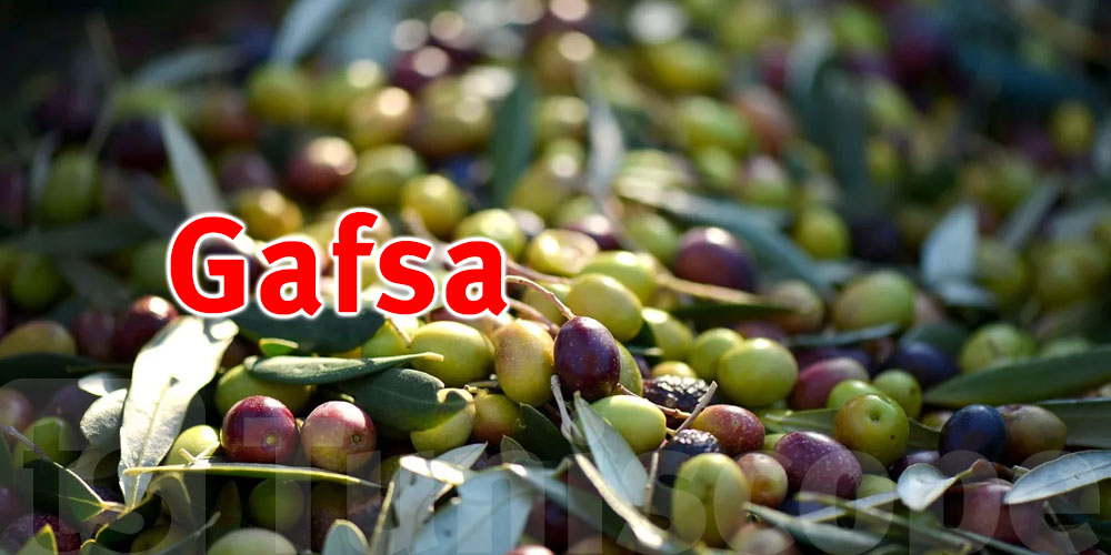 Gafsa : Démarrage de la cueillette des olives
