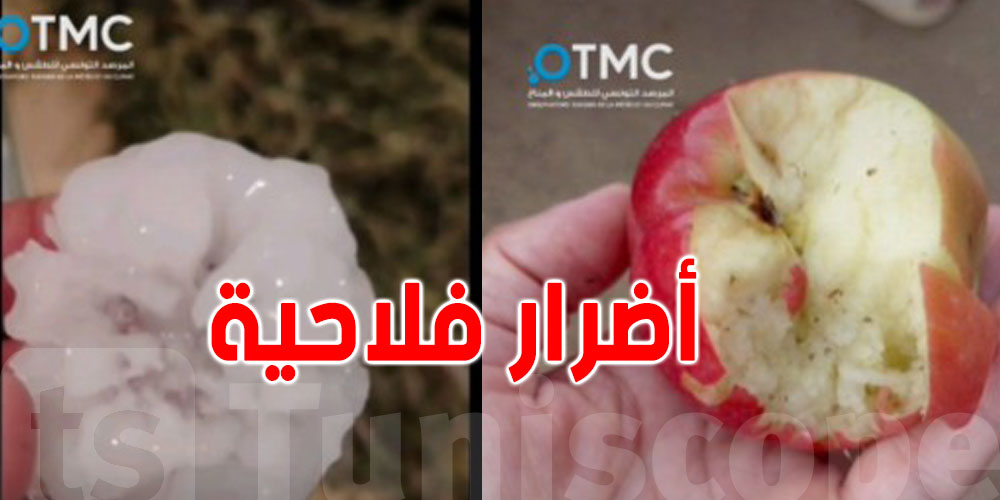 بالفيديو: أضرار فلاحية كبيرة بسبب التبروري في القصرين.. شاهد