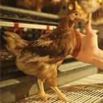 Le ministère de l'Agriculture : Pas de grippe aviaire en Tunisie 