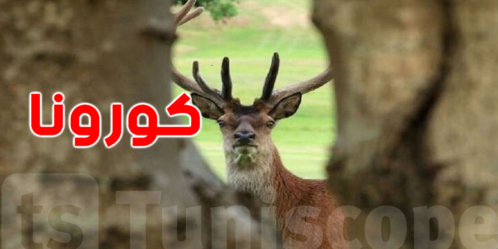 الولايات المتحدة تسجّل أول إصابات لغزلان بكورونا في العالم