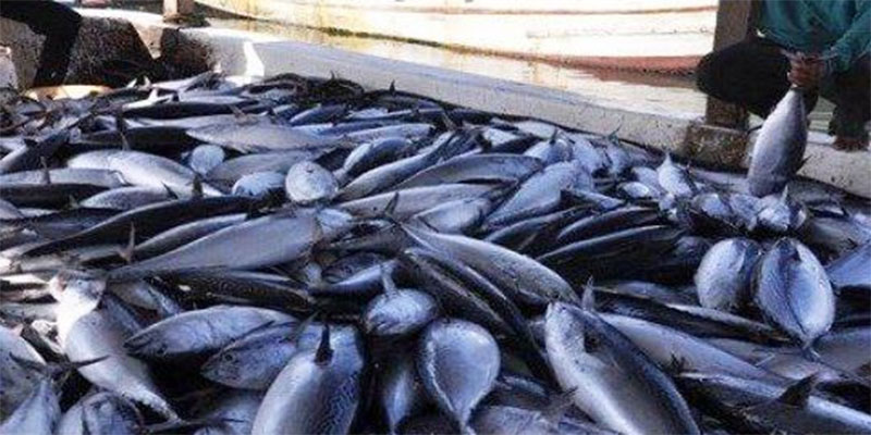 غنوش: حجز كمية من السمك في إطار التصدي لنشاط الصيد البحري المٌحجّر