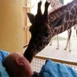 Grande-Bretagne : Une girafe fait ses adieux à son gardien agonisant