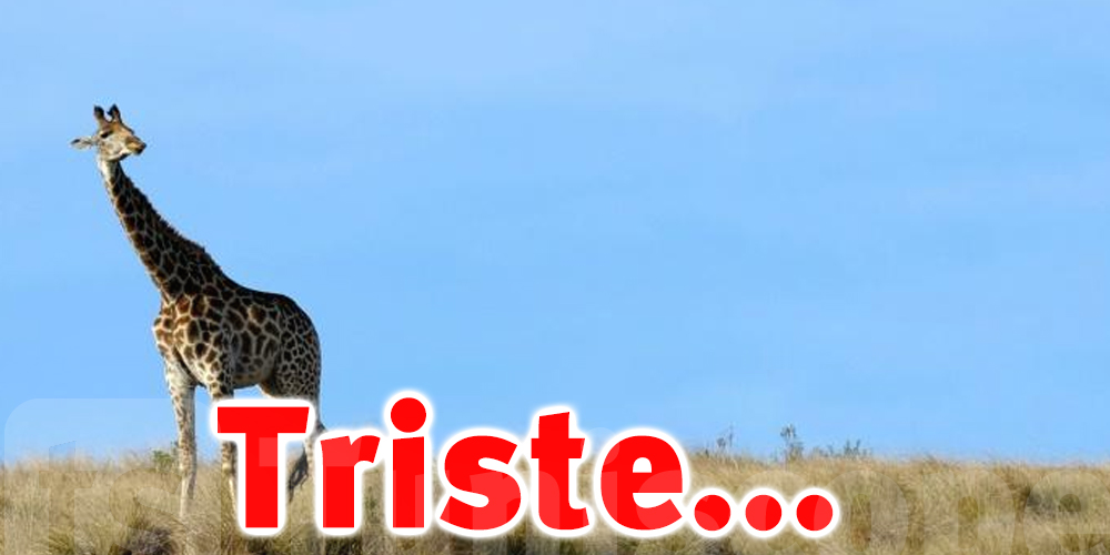 Une girafe tue un bébé en Afrique du Sud