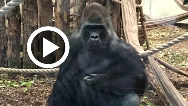 بالفيديو: غوريلا هاربة تثير الهلع بحديقة حيوان لندن