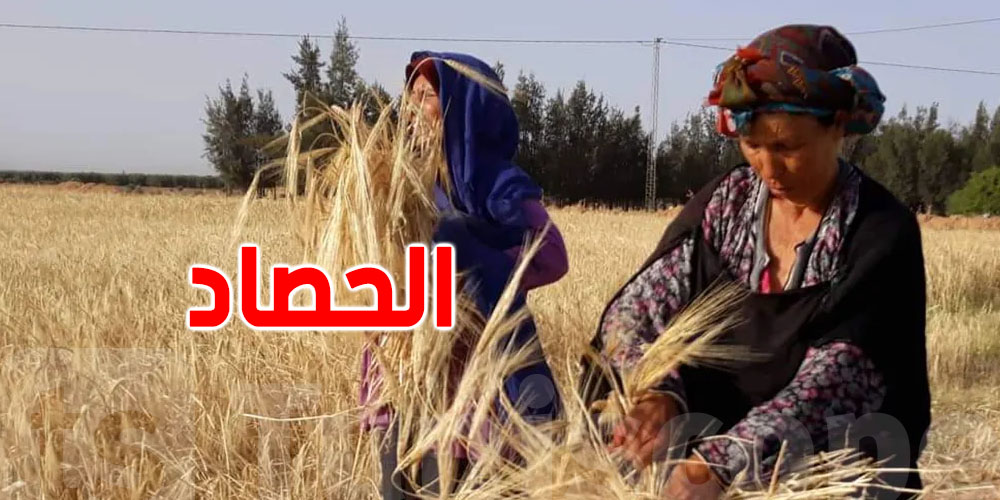 عاجل: موسم الحصاد 2025 يتصدر أفضل خمس سنوات في تونس
