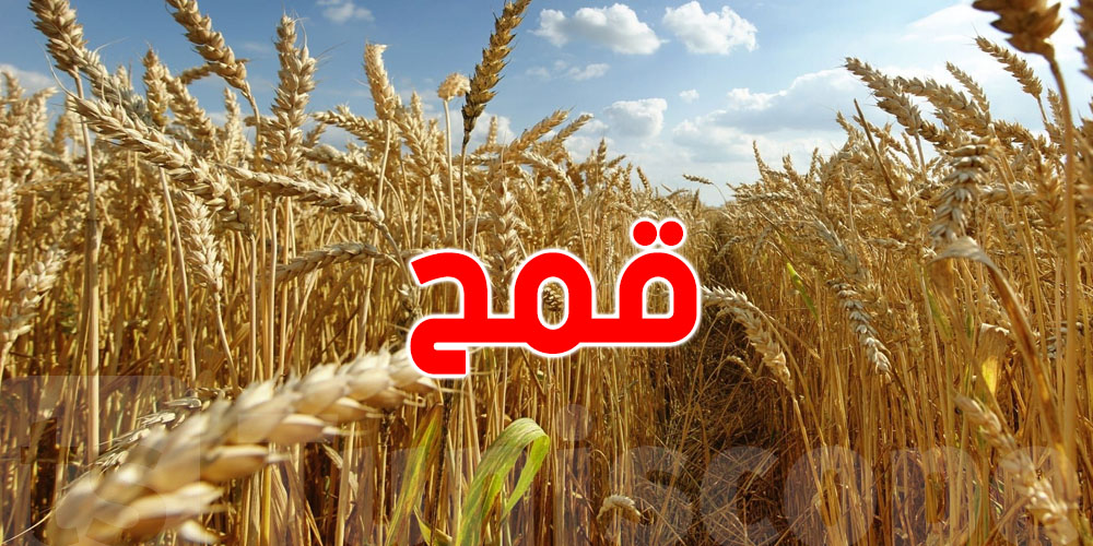 ديوان الحبوب: هذه أسعار القمح والشعير
