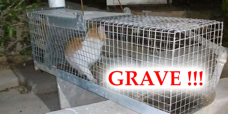 Il Piege Les Chats Pour Les Torturer Plus Tard Tn24 Tn Il Piege Les Chats Pour Les Torturer Plus Tard Tn24 Tn