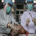 Un virus hybride de la grippe aviaire crée en Chine peut faire entre 100.000 et 100 millions de morts