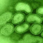 Grippe aviaire : Le virus mortel H5N1 transmissible par l’Homme
