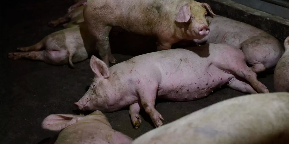 Des virus de grippe porcine propices à une pandémie découverts en Chine
