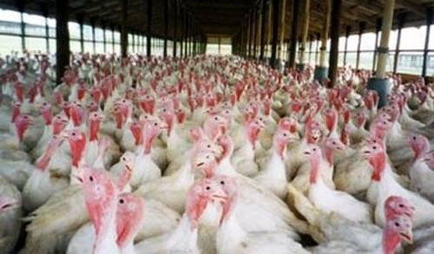 Aucun cas de grippe aviaire en Tunisie, assure le ministère de la Santé