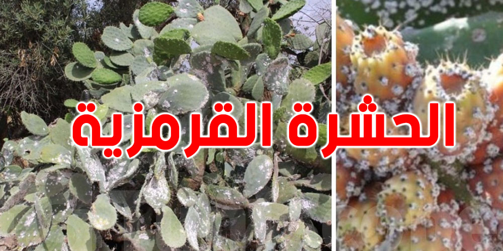 السيطرة بالكامل على البؤرة الثانية للحشرة القرمزية بالقصرين