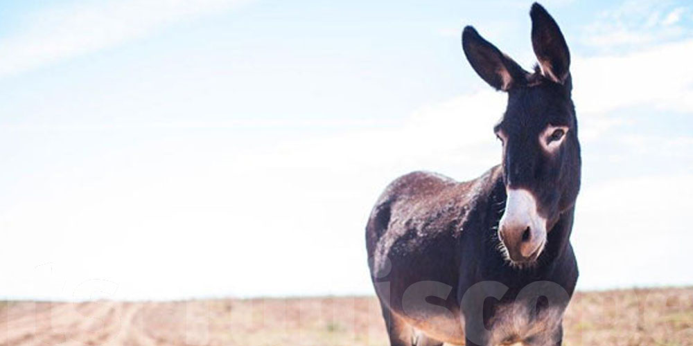 بأسعار خيالية: الحمير ولّات ''ذهب'' في هذه المنطقة