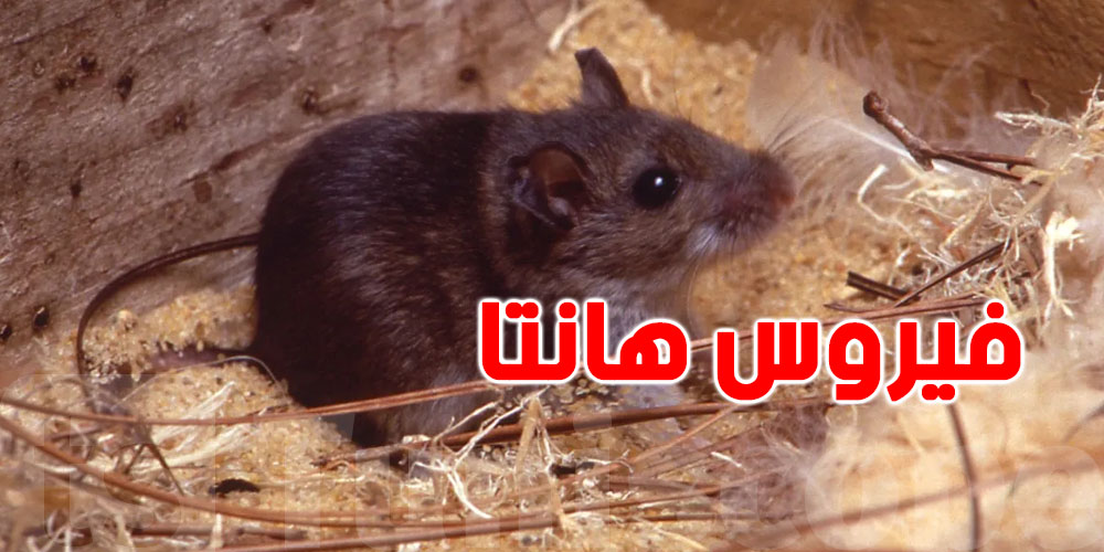 الصحة العالمية: عدوى ''هانتا'' بدأت قبل الصعود إلى السفينة ثم انتشرت بين الركاب