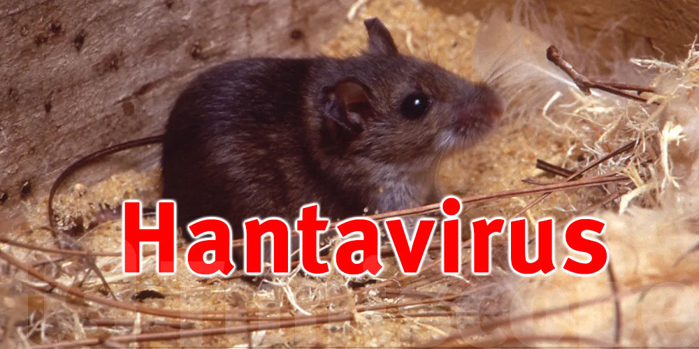 Pas de vaccin, pas de traitement : ce qu’il faut savoir sur le virus Hanta