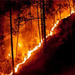 جندوبة: اندلاع حريق بجبل ليحيريش على إثر عمليات التمشيط