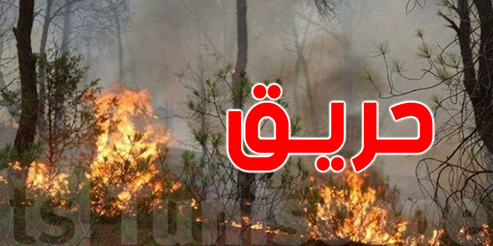 جندوبة: اندلاع حريق بغابة جبل بوقدمة