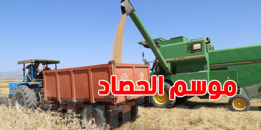 الدولة تحضّر لموسم الحصاد: كيفاش بش تجمع الصابة؟